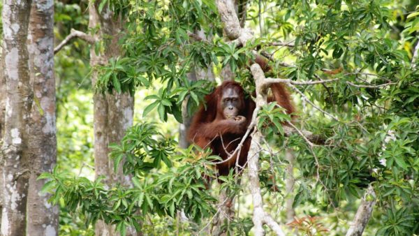 orang outan in tree