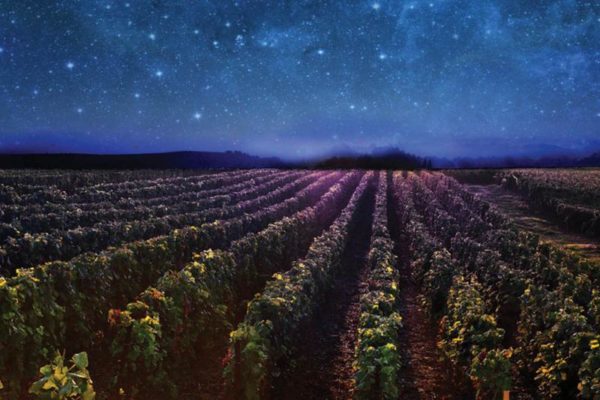 Vineyard, Champagne Billecart-Salmon, night starry sky, night