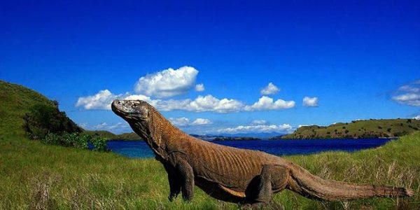 Komodo dragon