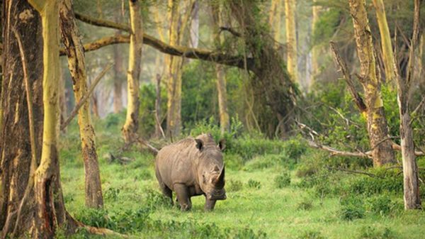 one-horned Javan rhinoceros, jungle, forest