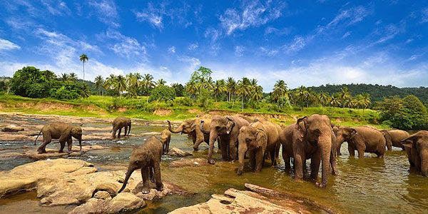 elephant drinking in river